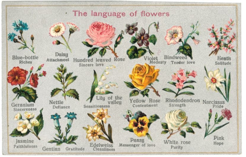 המסע של ויקטוריה ב"שפת הפרחים"